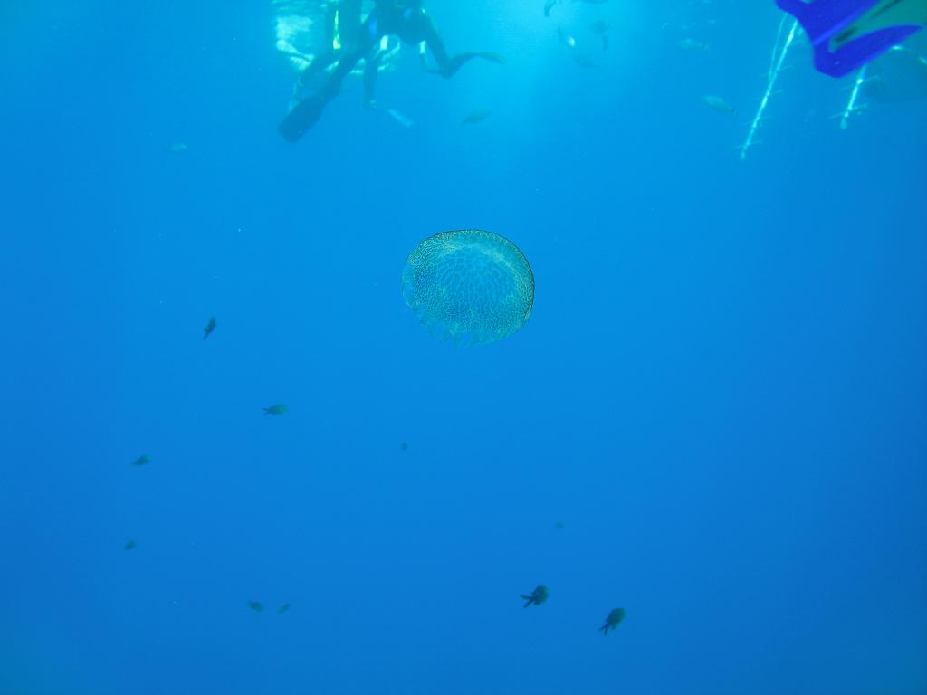 IMG_3335.JPG - Une méduse nous tient compagnie au pallier