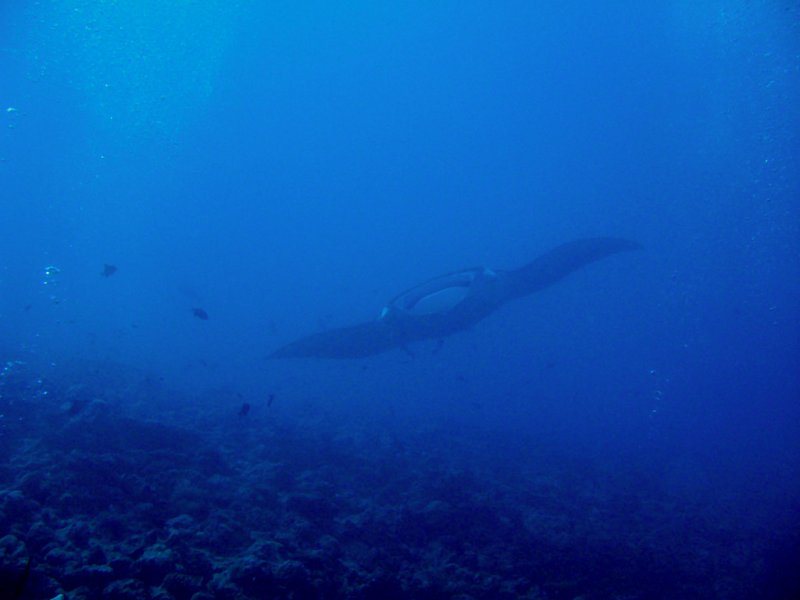 IMG_6066.jpg - Raie manta / Manta birostris / Manta ray