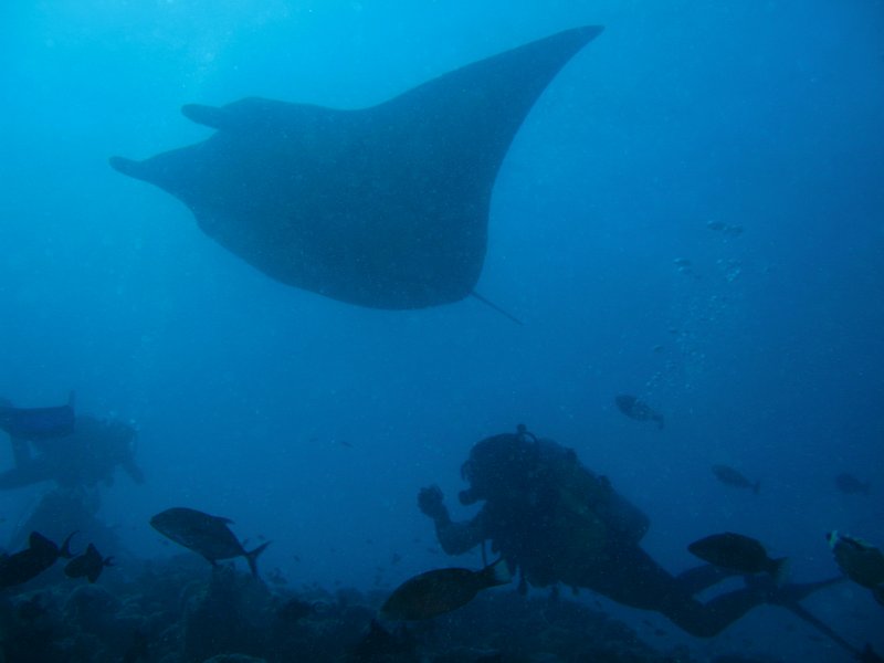 IMG_6087.JPG - Raie manta / Manta birostris / Manta ray