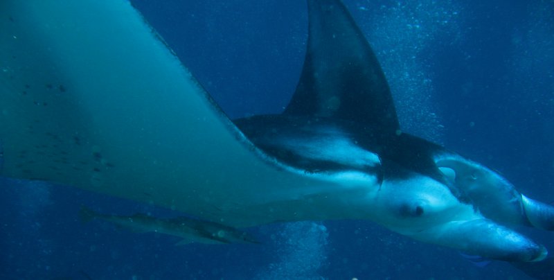 IMG_6108.jpg - Raie manta / Manta birostris / Manta ray