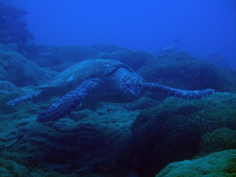 IMG_6124.JPG - Tortue