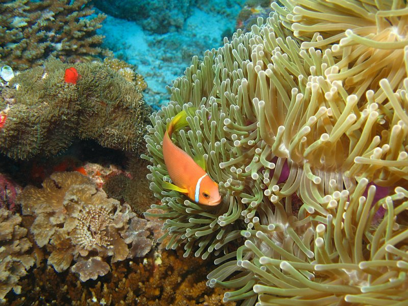 IMG_6148.jpg - Poisson clown des Maldvies / Amphiprion nigripes / Maldives anemonefish