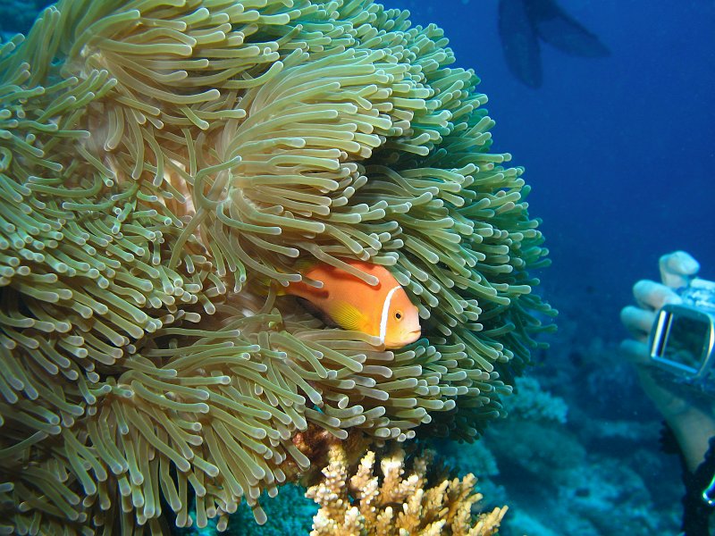 IMG_6149.jpg - Poisson clown des Maldvies / Amphiprion nigripes / Maldives anemonefish