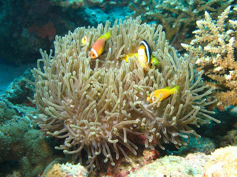 IMG_6154.jpg - Poisson clown des Maldvies / Amphiprion nigripes / Maldives anemonefish