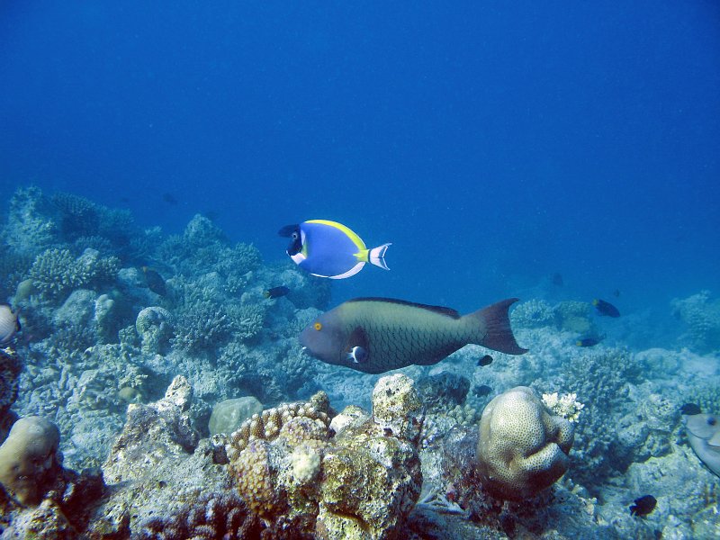 IMG_6270.JPG - Poisson-perroquet bleu / Scarus gibbus / parrotfish