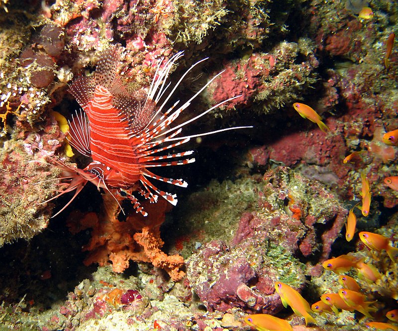 IMG_6359.JPG - Poisson-lion / Pterois volitans / lionfish