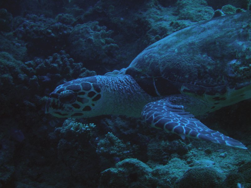 IMG_6421.JPG - Tortue / Eretomochelys imbricata / Hawksbill turle