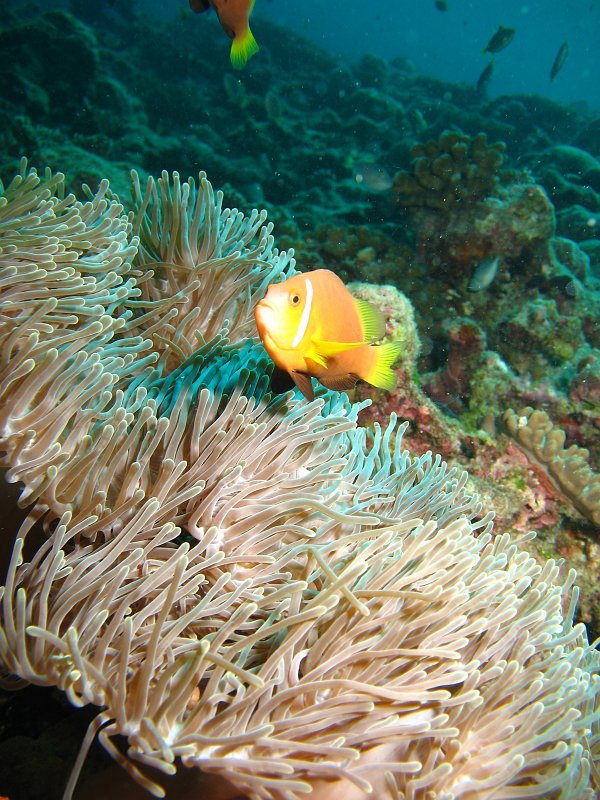 IMG_6425.JPG - Poisson-clown des Maldives / Maldives anemonefish