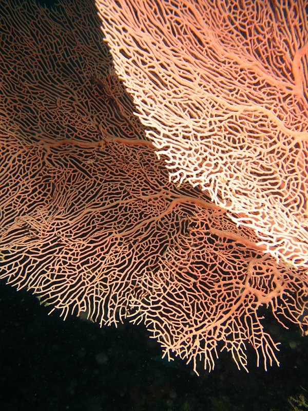 IMG_6580.JPG - Corail