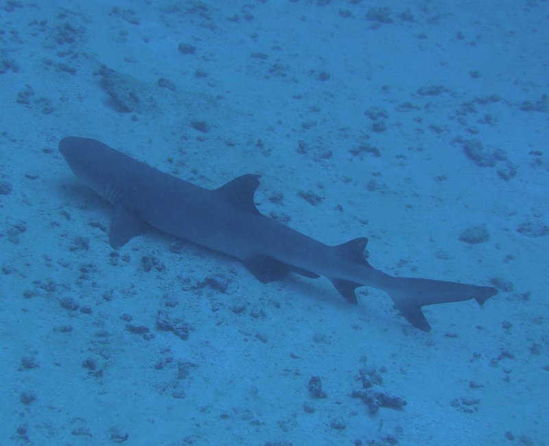 IMG_6594.JPG - Requin à pointe blanche / Reef whitetip shark