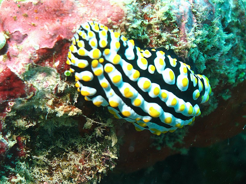IMG_6651.JPG - Phyllidia varicosa