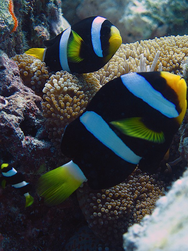 IMG_6700.JPG - Poisson-clown noir à queue jaune / Amphiprion clarkii / Clark's anemonefish