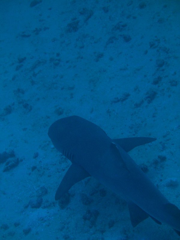 img_6592.jpg - Requin à pointe blanche / Reef whitetip shark